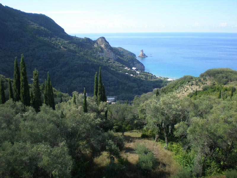 Cypresses and olives