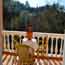 Studio ground floor - Terrace