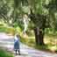 Old woman and olive grove