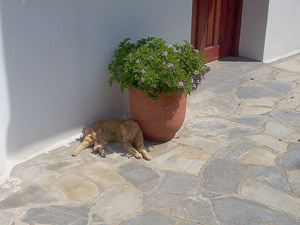 Agios Gordios - Cats Corner