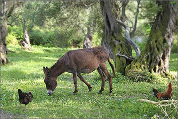 Ubiquitous image of Corfu